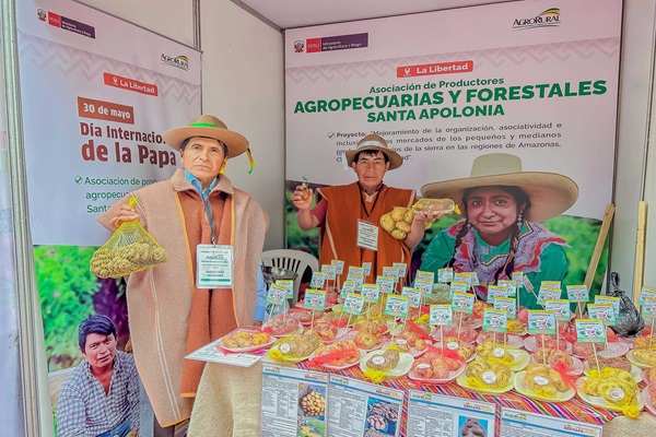 Semana Nacional de la Causa Peruana: Midagri mejoró calidad y rendimiento de cosecha de papa en Amazonas, Cajamarca y La Libertad
