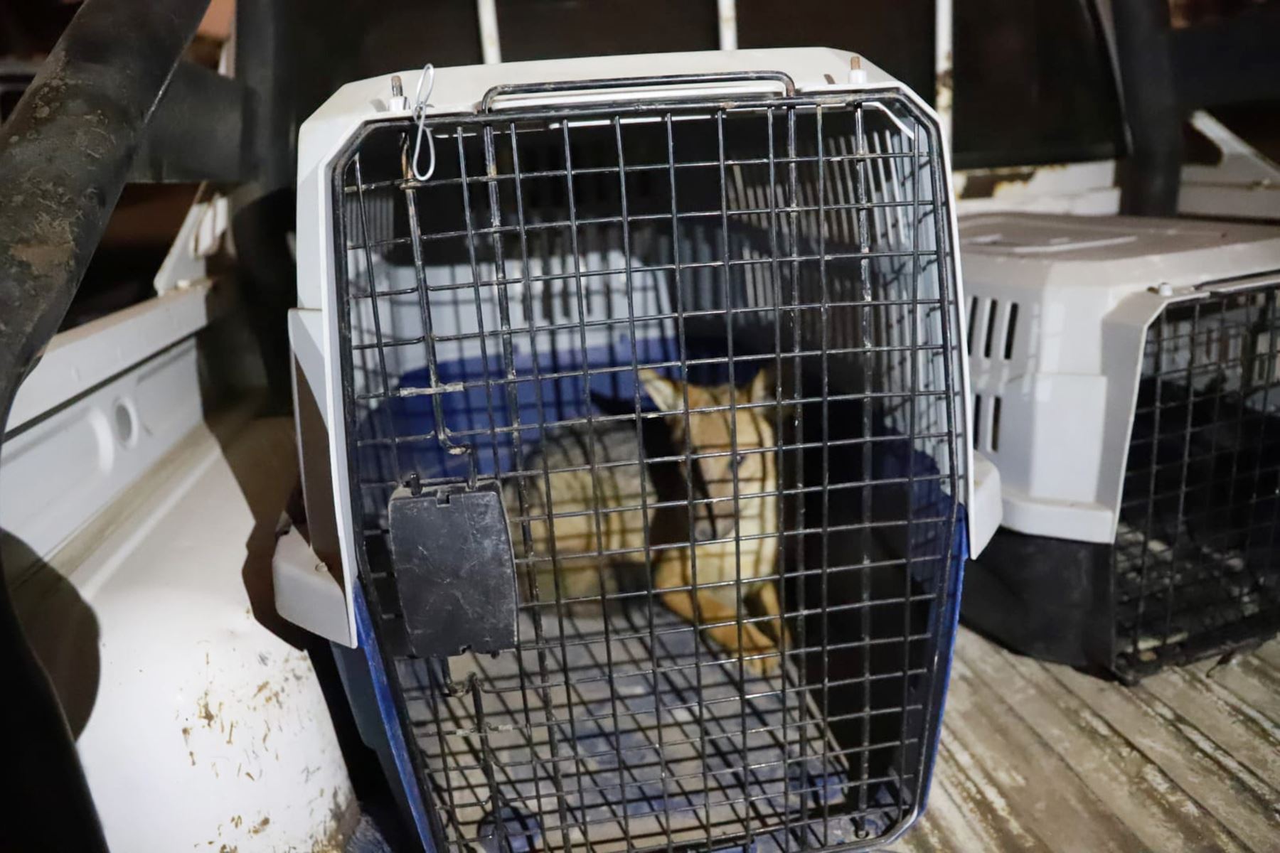 Serfor rescata en Comas a Run Run, el zorro andino que fue confundido con un perro