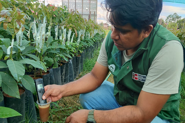 Agro Rural alcanzó producción récord de más de 170 mil plantones de palto de alta calidad en Junín