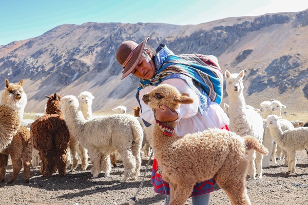 Midagri: Agro rural impulsa el valor agregado de la fibra de alpaca y beneficia a 8 000 productores en cuatro regiones