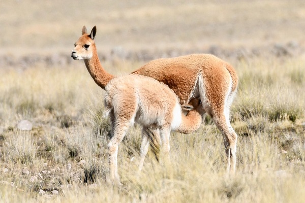 Récord histórico: Sernanp confirma más de 40,700 vicuñas en áreas naturales protegidas del Perú